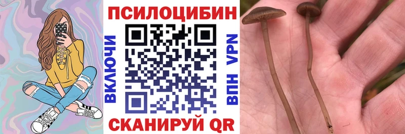 Купить  Фёдоровский  Галлюциногенные грибы Psilocybe 